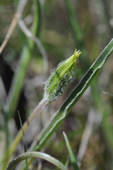 Nothocalais troximoides