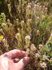 Castilleja brevistyla
