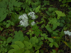 Thalictrum tuberiferum