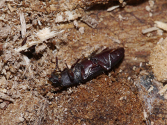 Idiobates castaneus