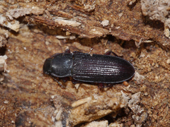 Idiobates castaneus