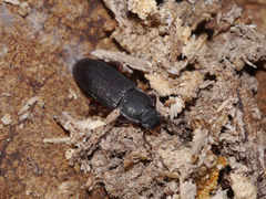 Idiobates castaneus