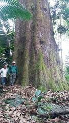 Bertholletia excelsa