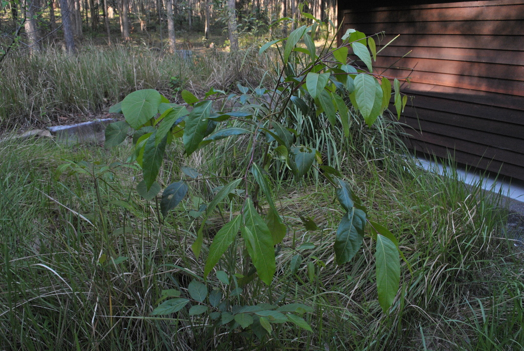 Umbrella Cheese Tree from Daisy Hill QLD 4127, Australia on December 3