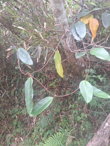 Secamone villosa observed 2023-12-03