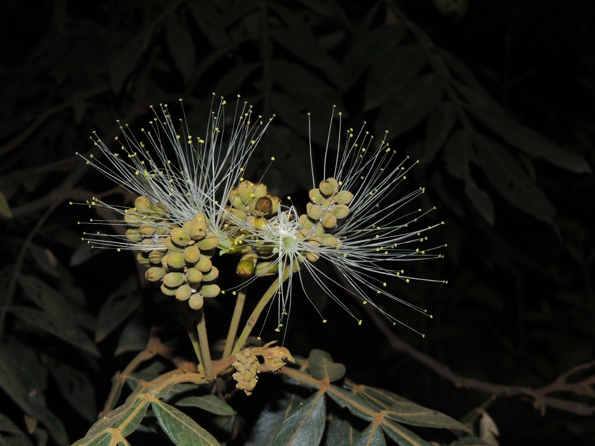Inga ingoides