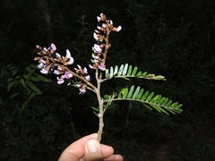 Machaerium isadelphum