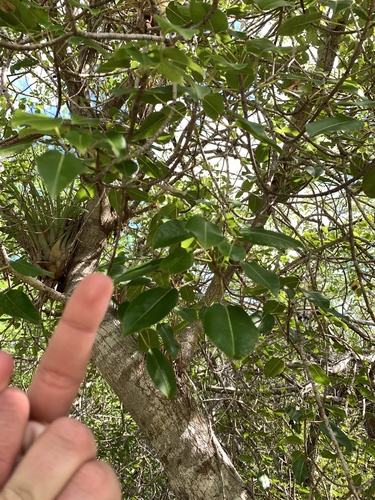 Hippomane mancinella - Leaves