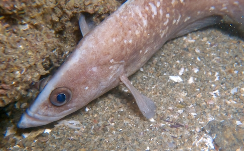 Blackfin soapfish (Rypticus nigripinnis) — Serranidae — 3