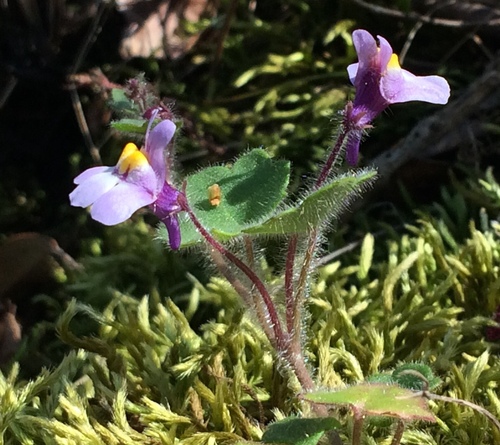Cymbalaria glutinosa