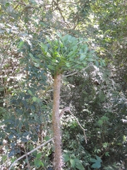 Brasiliopuntia brasiliensis