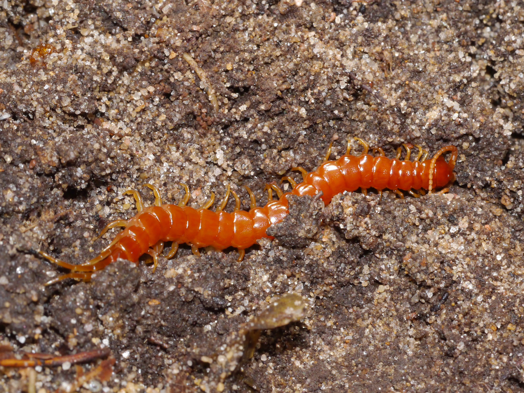 Scolopocryptops sexspinosus