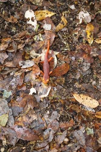 iNaturalist observation photo of Sierra Newt