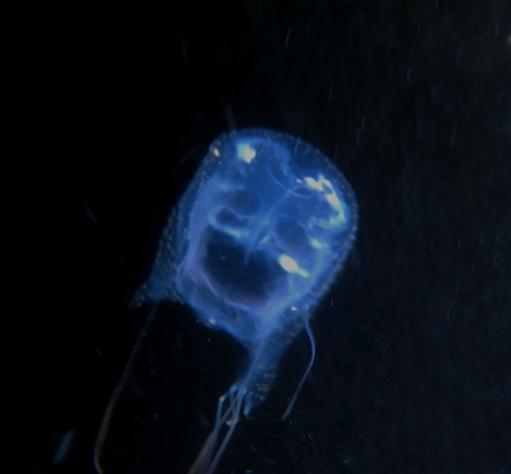 Chiropsalmus alipes