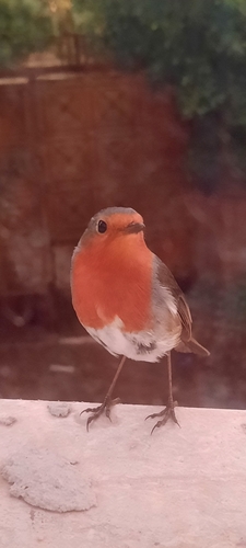 European Robin