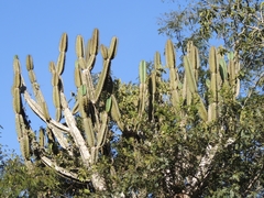 Cereus stenogonus