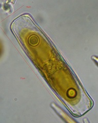 Caloneis amphisbaena