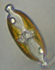 Caloneis amphisbaena