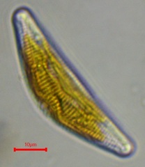 Bacillariophyceae