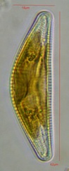 Bacillariophyceae