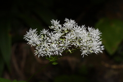 Thalictrum tuberiferum