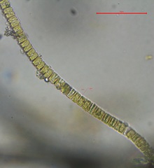 Bacillariophyceae