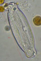 Caloneis amphisbaena