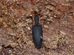 Lacon discoideus