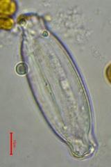 Caloneis amphisbaena