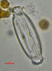 Caloneis amphisbaena