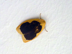 Pseudoblabes oophora