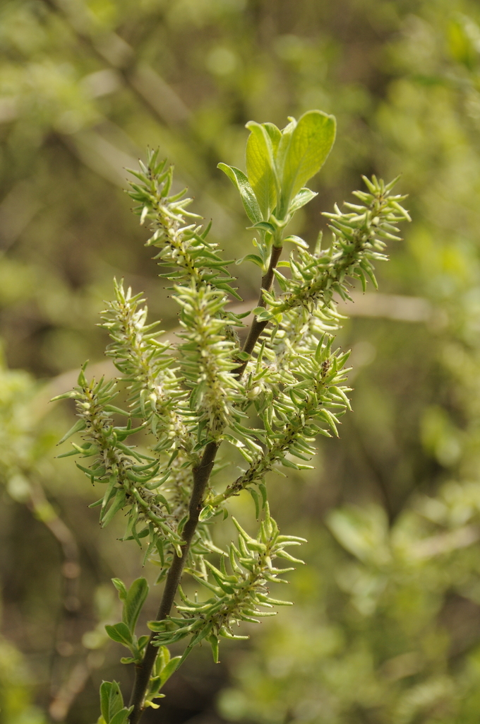 Salix iliensis