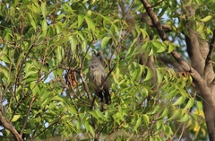 Phaenicophaeus viridirostris