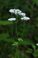 Thalictrum tuberiferum