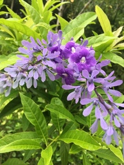 Petrea volubilis