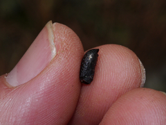 Polypleurus perforatus