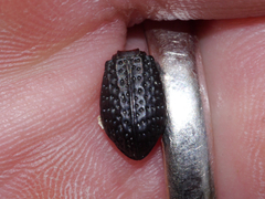 Polypleurus perforatus