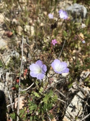 Phacelia douglasii