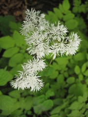 Thalictrum tuberiferum