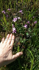 Arabis blepharophylla