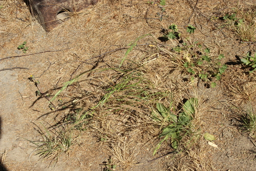 Image of Bromus brevis by (c) Joe Dillon, some rights reserved (CC BY)