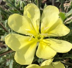 Oenothera primiveris primiveris