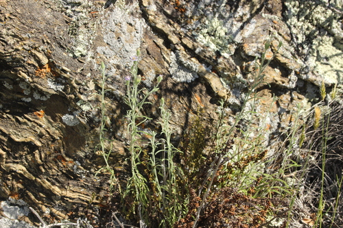 Image of Vittadinia gracilis by (c) Joe Dillon, some rights reserved (CC BY)