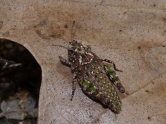 Pardalophora phoenicoptera