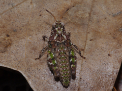 Pardalophora phoenicoptera