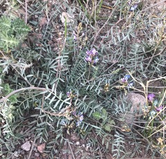 Astragalus arizonicus