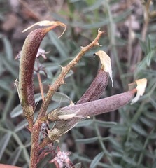 Astragalus arizonicus