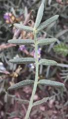 Astragalus arizonicus