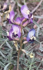 Astragalus arizonicus