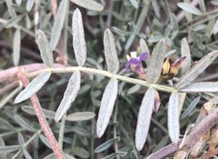 Astragalus arizonicus